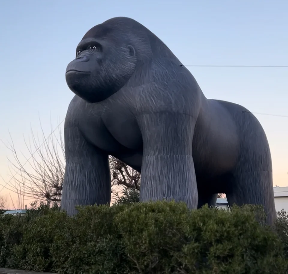 Gorilla 6 m